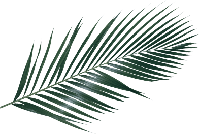 Palm frond design element